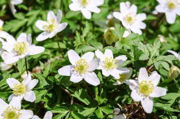 Spring forest. Anemone woodland Anemone sylvestris. White flowers in a forest clearing.