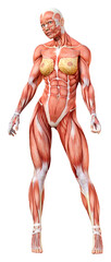 3D Rendering Female Anatomy Figure on White