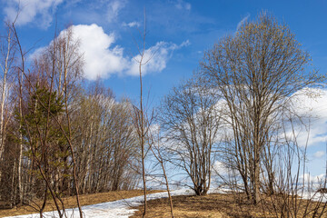 Spring landscape in Karelia. Birches and aspens in the forest against the blue sky