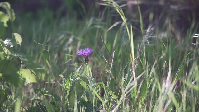 Fleur violette