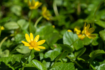 Beautiful flowers of Ficaria verna in a clearing among green leaves. Spring chistyak or buttercup...