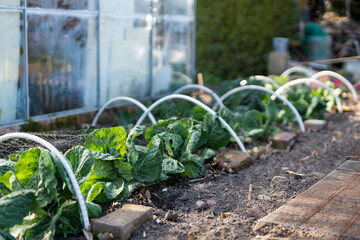 Rows of young cabbages being grown in a home garden. They are covered by netting to protect from pests like slugs and birds