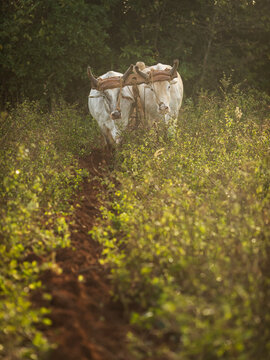 Farmer man working on tobacco field in Vinales with two bulls in a beatiful light of a morning. Vinales, Cuba