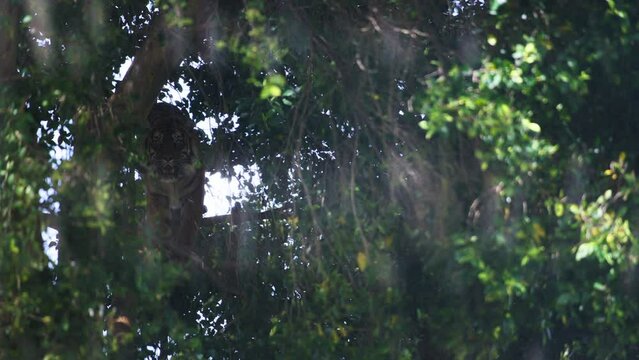 Big tiger standing on the tree branches, looking at the camera. Slow motion. 
