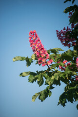 Fototapeta premium Closeup of pink flowers on chestnut tree branch in a public garden on blue sky background
