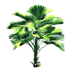 Palm tree with green leaves isolated, watercolor illustration on white background
