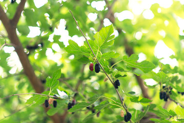 tree branch with ripe mulberries