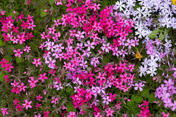 Phlox. Sinyukhov's family. Herbaceous plant, beautiful flowering, purple and pink, decoration. Grows in the garden, vegetable garden, yard