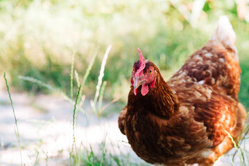 closeup shot of chicken in a farm
