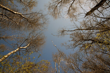 Tall birch trees in the forest, from bottom