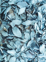 close up of dried leaves