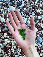 hand holding green pebbles on the beach