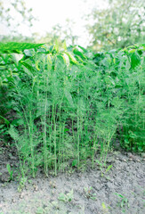 Fresh dill (Anethum graveolens) growing on the vegetable bed. Annual herb, family Apiaceae. Growing fresh herbs. Green plants in the garden, ecological agriculture for producing healthy food concept