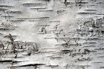 Texture of birch tree closeup background