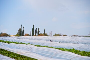 Strawberries grow on the field in rows. Strawberry field on a sunny day. Growing strawberries. High quality photo