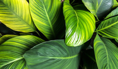 tropical leaves, abstract green leaves texture, nature background.