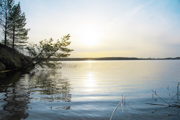 Calm sunset lake reflection with tree bending down