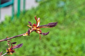 A branch of the holly maple in spring in May