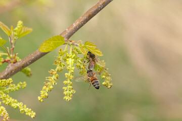 Honey bee collects pollen from a flowering mulberry tree in spring