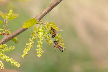 Honey bee collects pollen from a flowering mulberry tree in spring
