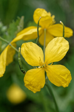 Fleur jaune de grande chélidoine ou herbe aux verrues.