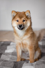 Portrait of a Shiba Inu puppy. Beautiful Japanese dog sitting and looking