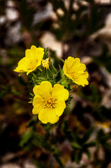 yellow flowers in the garden
