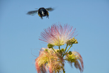 bee on a flower