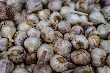 White garlic pile texture. Fresh garlic on market table closeup photo. Vitamin healthy food spice image. Spicy cooking ingredient picture. Pile of white garlic heads. White garlic head heap top view