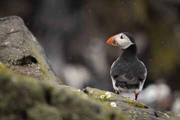 Puffin in the rain, Isle of May, Scotland
