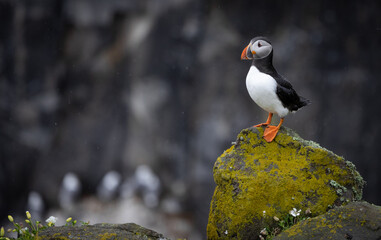 Puffin in the rain, Isle of May, Scotland