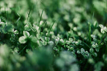 Young green clover leaf grass and myrcroclover seeds and fertilizer for a beautiful lawn in the rays of sunset summer light, stylish background design
