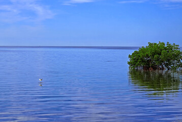 Fish Jumping Out Of Water - Tarpon Sprint Park