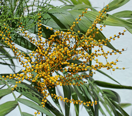 Chamaedorea elegans, with Gold/Yellow flower cluster