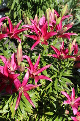 Fototapeta premium burgundy lilies