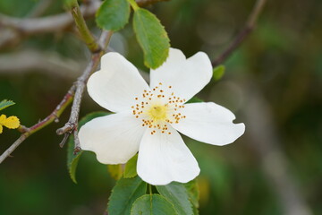 Wild Rose (Rosa sp.)