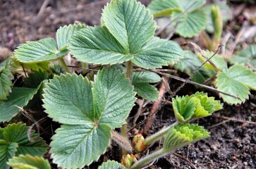 strawberries are planted in the spring in the bed. Strawberry leaves without berries