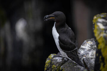 Razorbill on cliff, Isle of May, Scotland