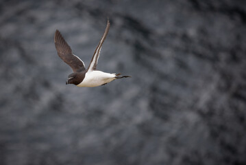 Razorbill in flight, Isle of May, Scotland