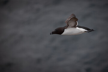Razorbill in flight, Isle of May, Scotland