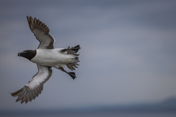 Razorbill in flight, Isle of May, Scotland