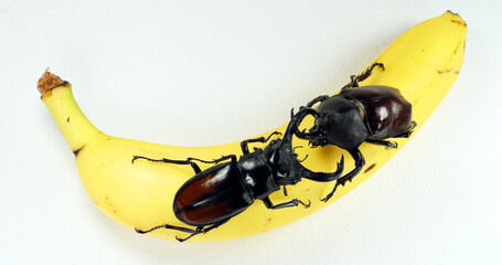 Giant stag beetle Hexarthrius parryi and rhinoceros beetle Allomyrina dichotomus on banana. Battle...