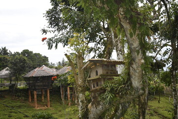 Little nipa hut on the tree, Davao del Sur, Philippines