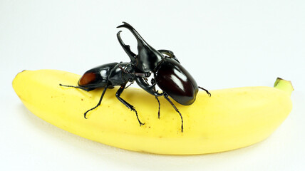 Giant stag beetle Hexarthrius parryi and rhinoceros beetle Xylotrupes gideon on banana. Breeding...