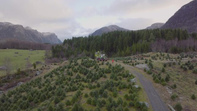 aerial drone orbits Christmas tree plantation. Tractor carries trees.