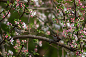 sparrows sit on a flowering branch of an apple tree. beautiful spring background