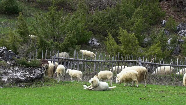Happy domestic animals shepherd dog, sheep grazing on green grass meadow surrounded by fence