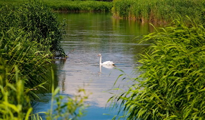 White swan on the water.