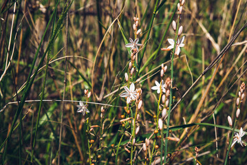 flowers of asphodelus fistulosus on a fresh sprind meadow