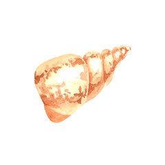 Watercolor shell on a white background